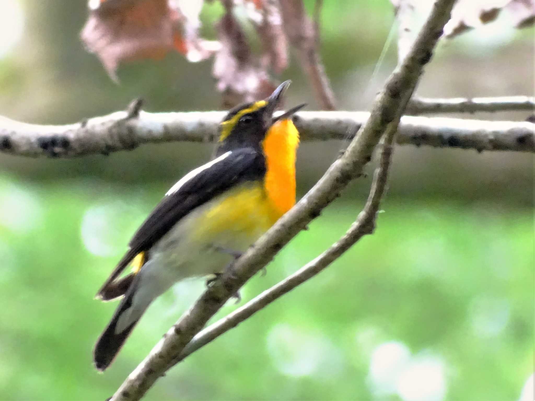 舞岡公園 キビタキの写真 by KAWASEMIぴー