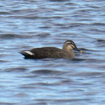 Eastern Spot-billed Duck 多摩川二ヶ領宿河原堰 Sun, 11/19/2017