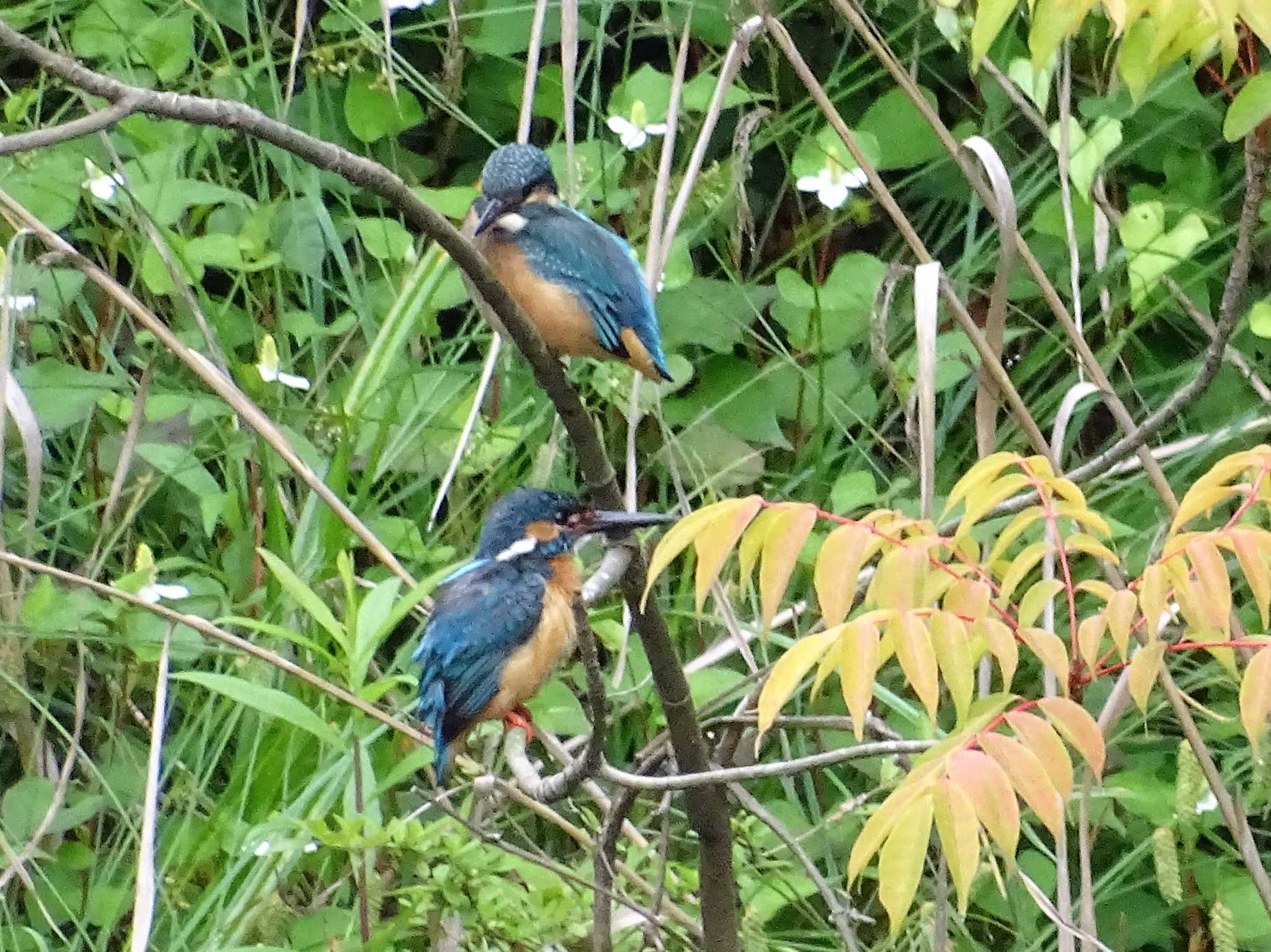 舞岡公園 カワセミの写真 by KAWASEMIぴー