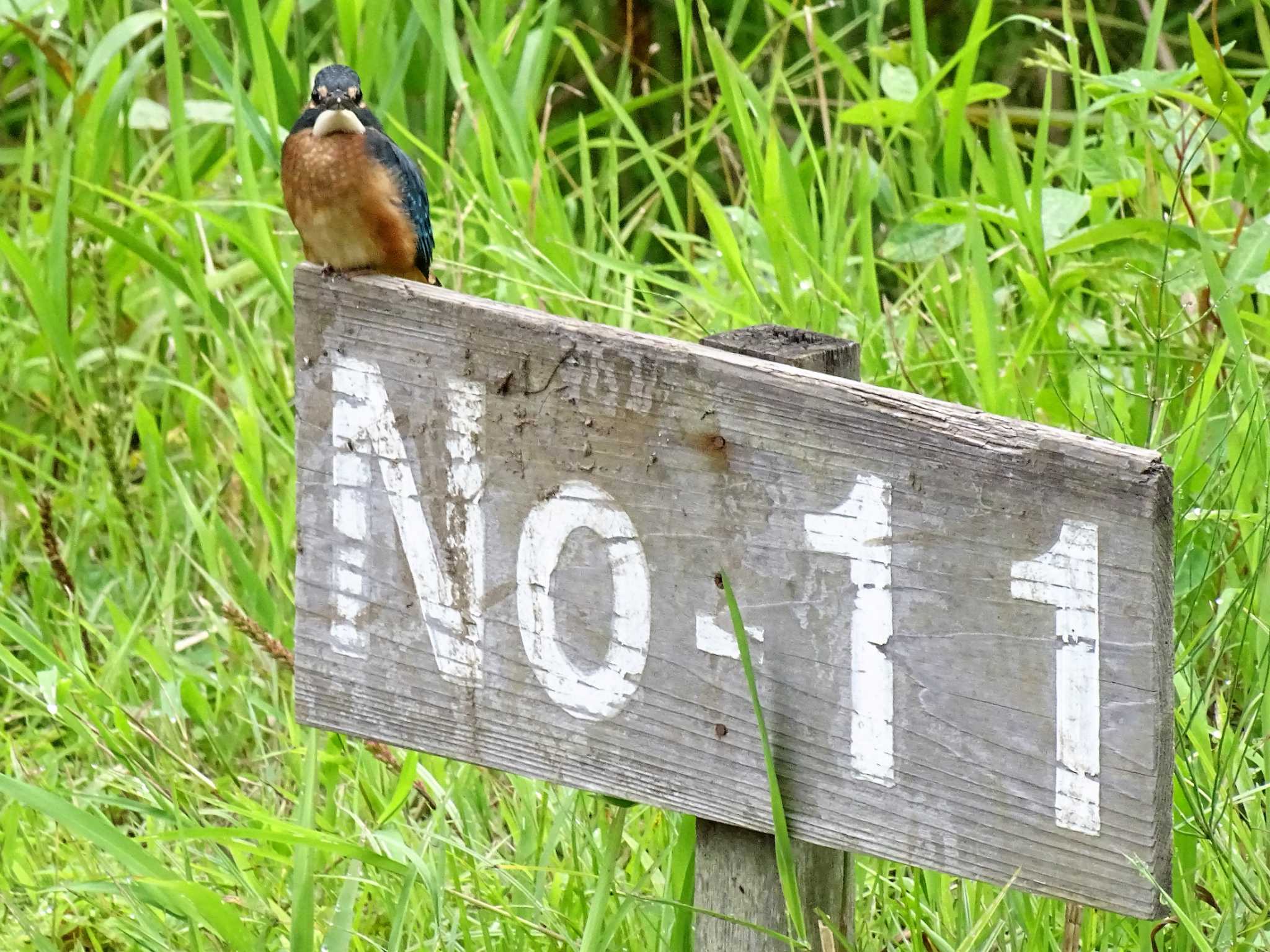 カワセミ