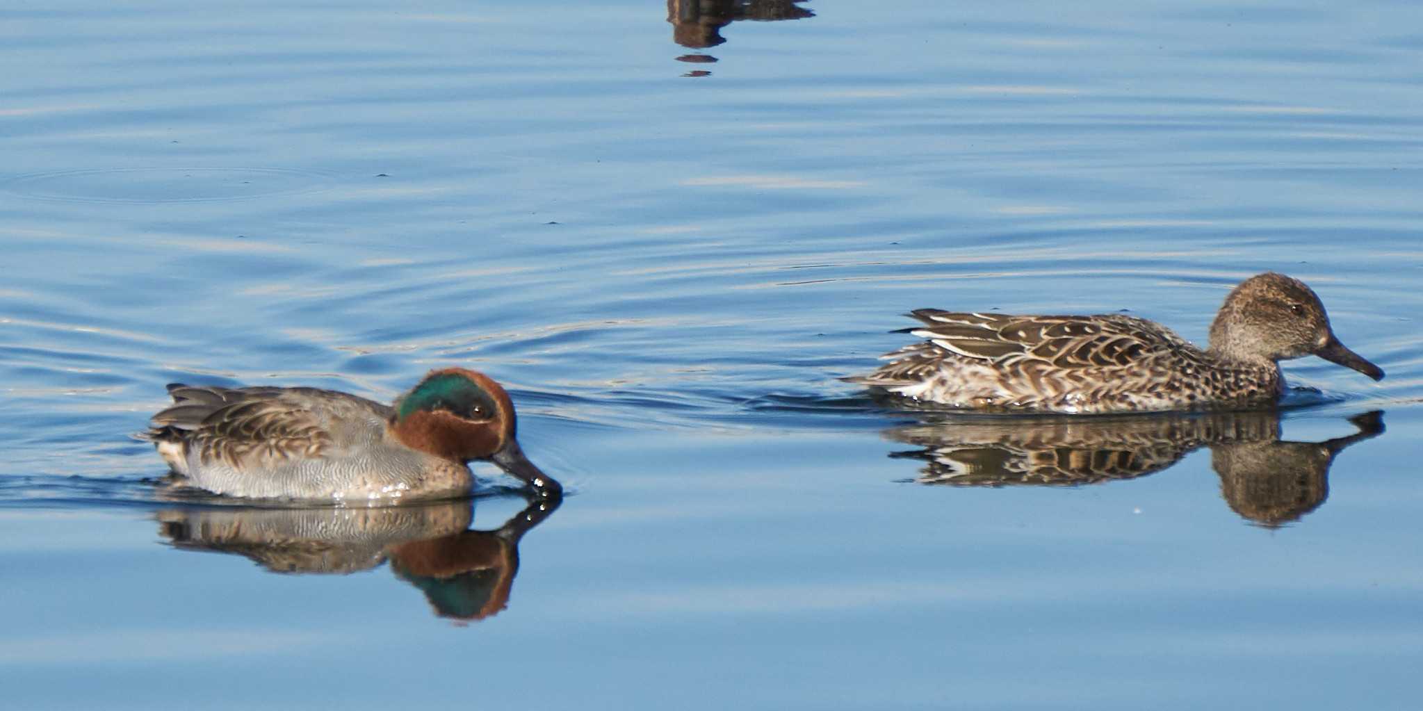 Photo of Eurasian Teal at 多摩川二ヶ領宿河原堰 by さすらう葦