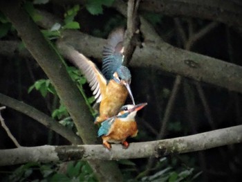 2022年6月11日(土) 舞岡公園の野鳥観察記録