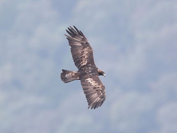 Golden Eagle 伊吹山 Sun, 10/9/2016