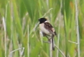 2022年6月11日(土) 稲敷市の野鳥観察記録