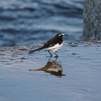 Japanese Wagtail 多摩川二ヶ領宿河原堰 Sat, 11/25/2017