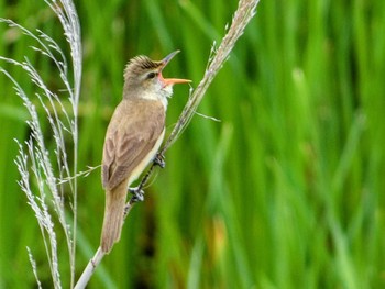 2022年6月11日(土) 金井遊水地(金井遊水池)の野鳥観察記録