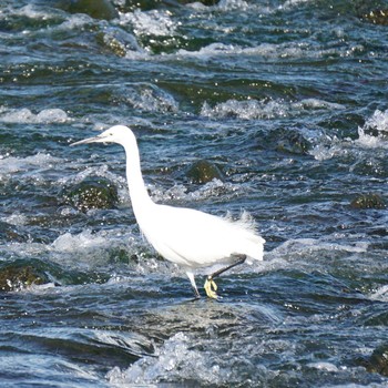 Little Egret 多摩川二ヶ領宿河原堰 Sat, 11/25/2017