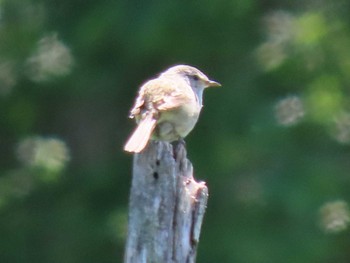 2022年6月11日(土) 西岡公園(西岡水源地)の野鳥観察記録