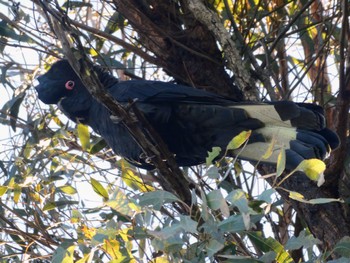Yellow-tailed Black Cockatoo Wianamatta Nature Reserve, Cranebrook, NSW, Australia Sat, 6/11/2022