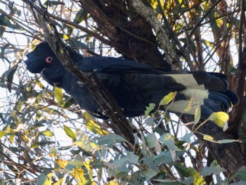 キイロオクロオウム Wianamatta Nature Reserve, Cranebrook, NSW, Australia 2022年6月11日(土)