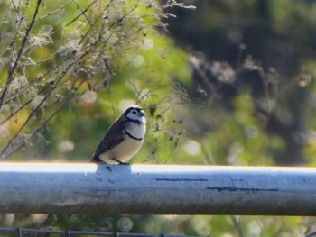 カノコスズメ Wianamatta Nature Reserve, Cranebrook, NSW, Australia 2022年6月11日(土)