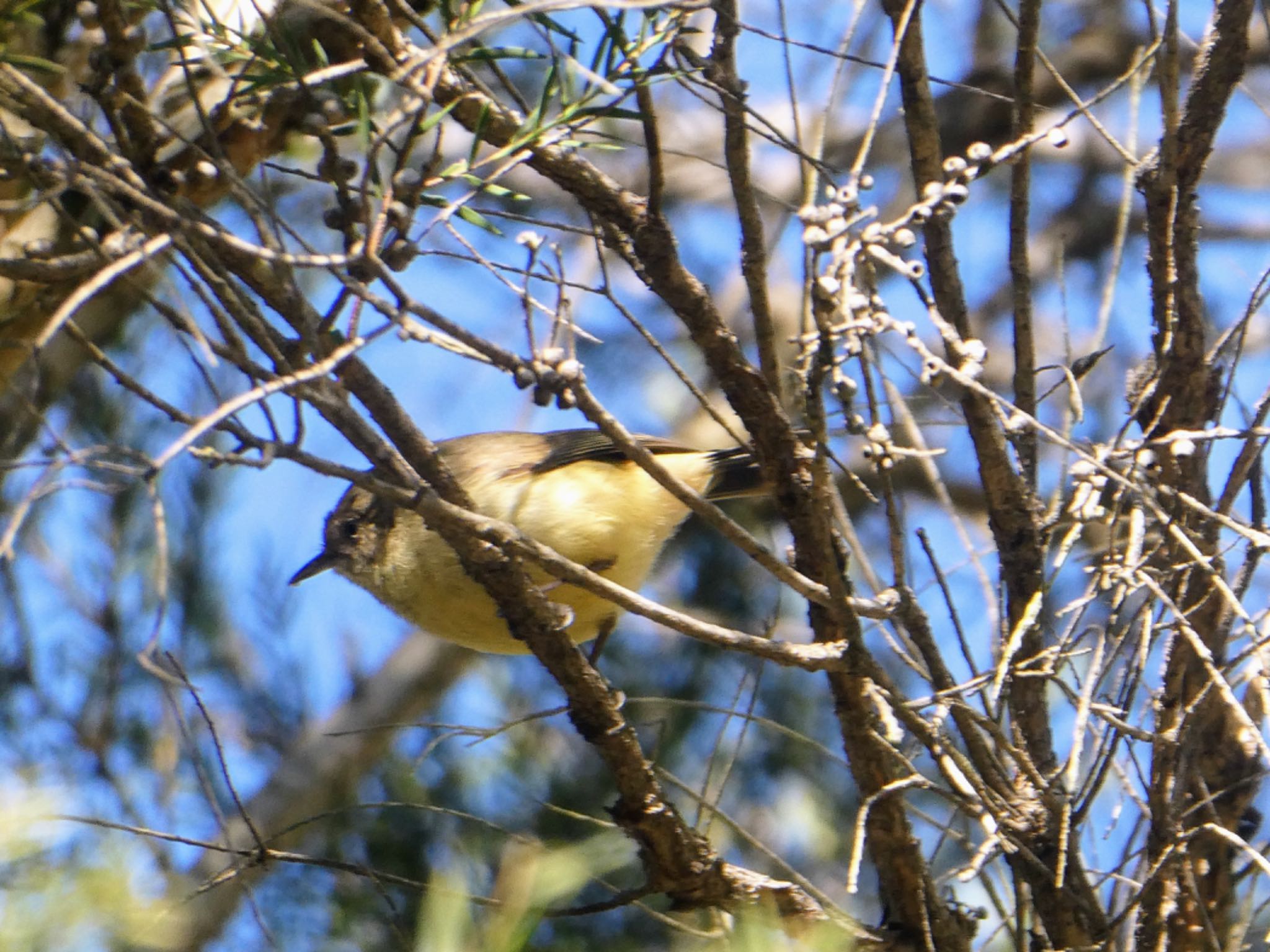 Wianamatta Nature Reserve, Cranebrook, NSW, Australia ヒメトゲハシムシクイの写真 by Maki