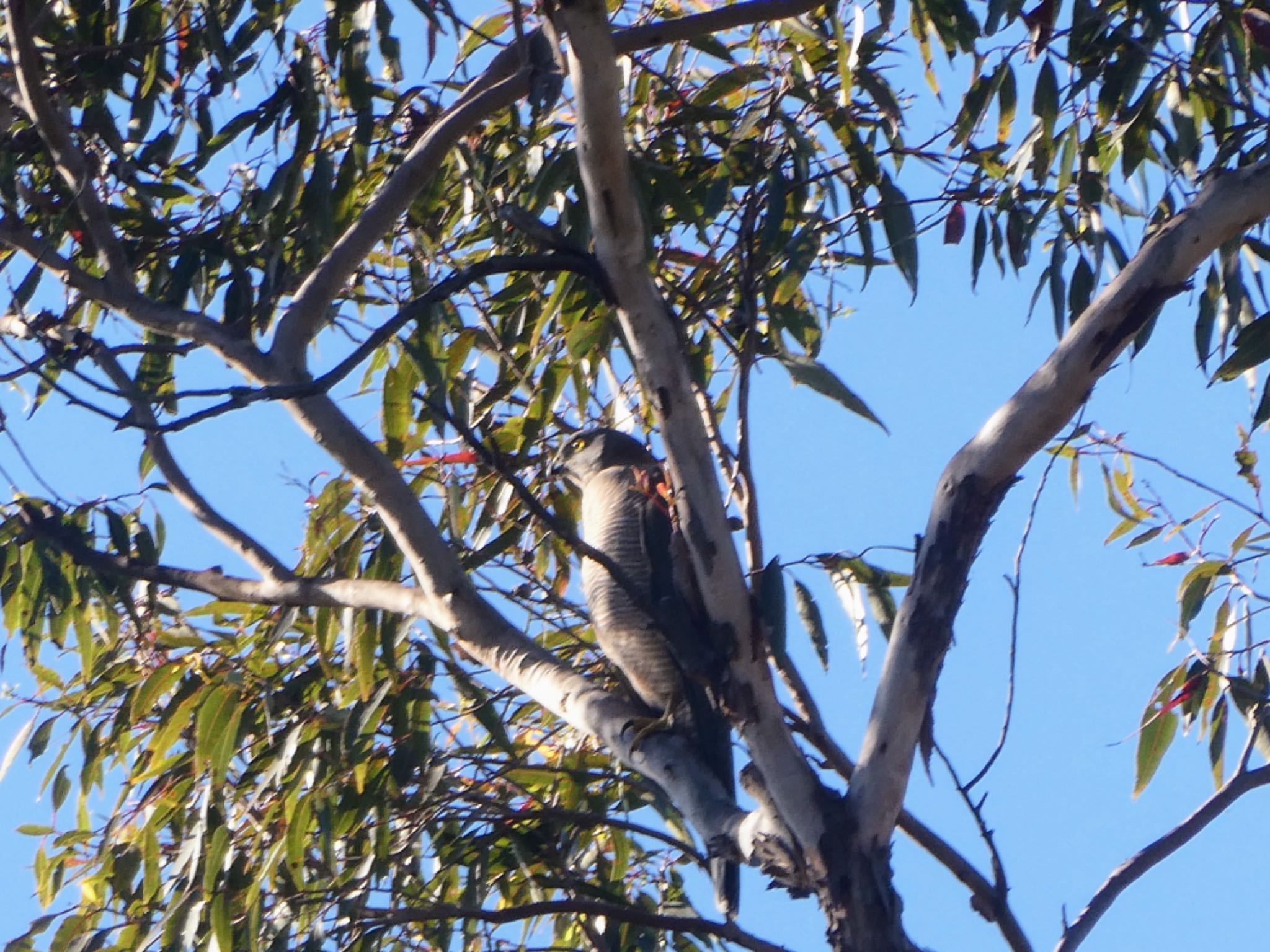 Photo of Brown Goshawk at Wianamatta Nature Reserve, Cranebrook, NSW, Australia by Maki