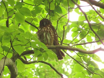 2022年6月11日(土) 多摩森林科学園の野鳥観察記録