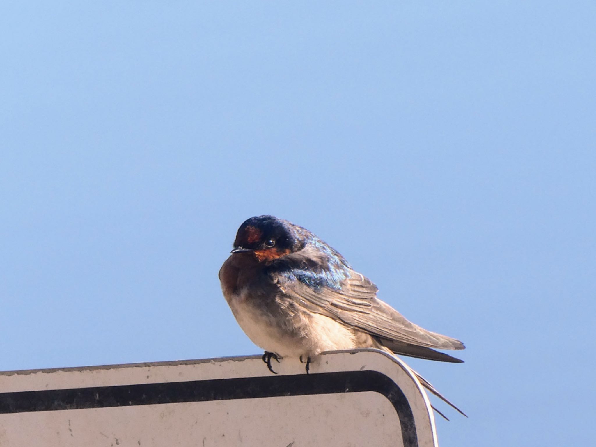 Photo of Welcome Swallow at Sydney International Regatta Centre, Castlereigh, NSW, Australia by Maki