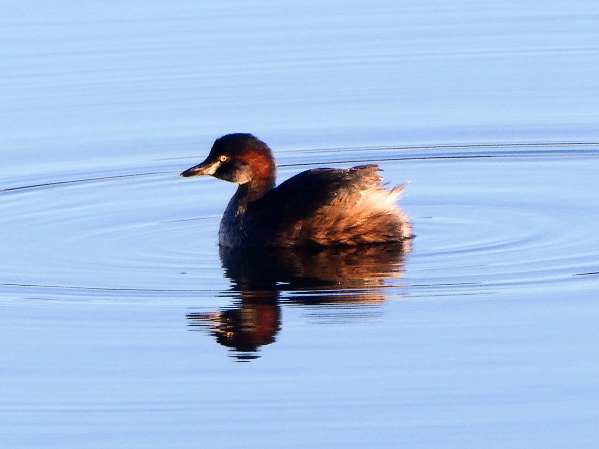 Photo of Australasian Grebe at Sydney International Regatta Centre, Castlereigh, NSW, Australia by Maki