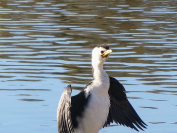 Little Pied Cormorant Sydney International Regatta Centre, Castlereigh, NSW, Australia Sat, 6/11/2022