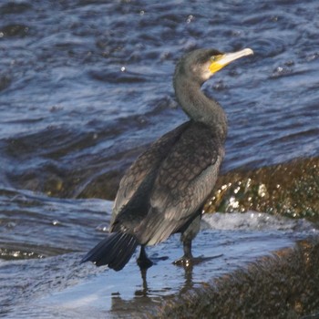 Sat, 12/2/2017 Birding report at 多摩川二ヶ領宿河原堰