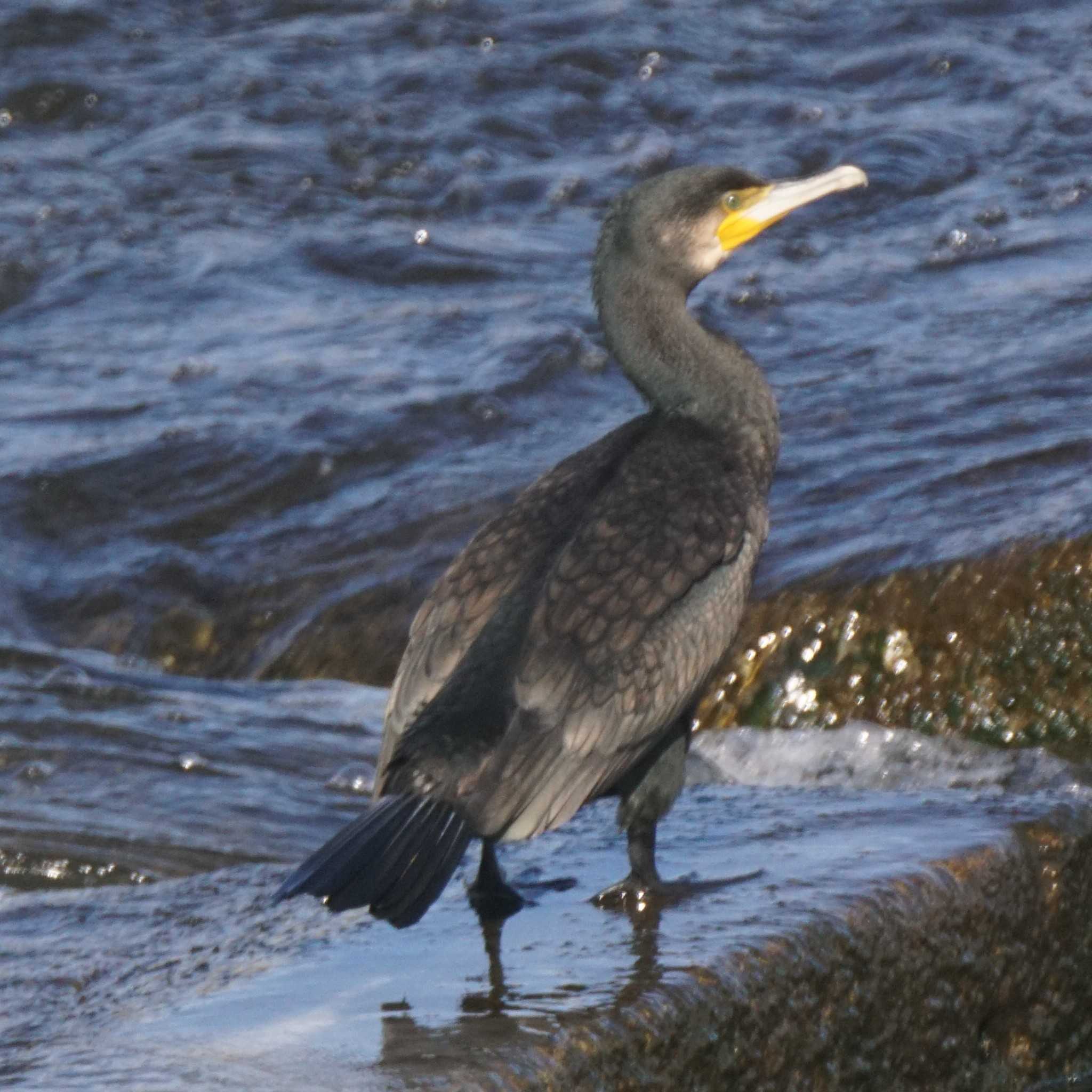 多摩川二ヶ領宿河原堰 カワウの写真 by さすらう葦