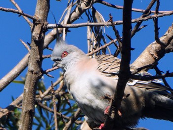 Crested Pigeon Sydney International Regatta Centre, Castlereigh, NSW, Australia Sat, 6/11/2022