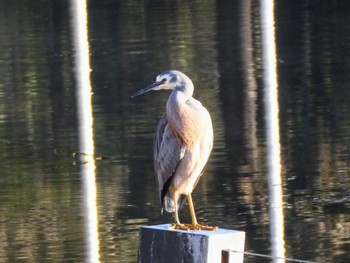 White-faced Heron Sydney International Regatta Centre, Castlereigh, NSW, Australia Sat, 6/11/2022