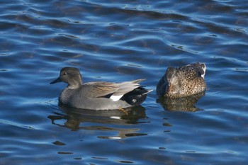 Gadwall 多摩川二ヶ領宿河原堰 Sat, 12/9/2017