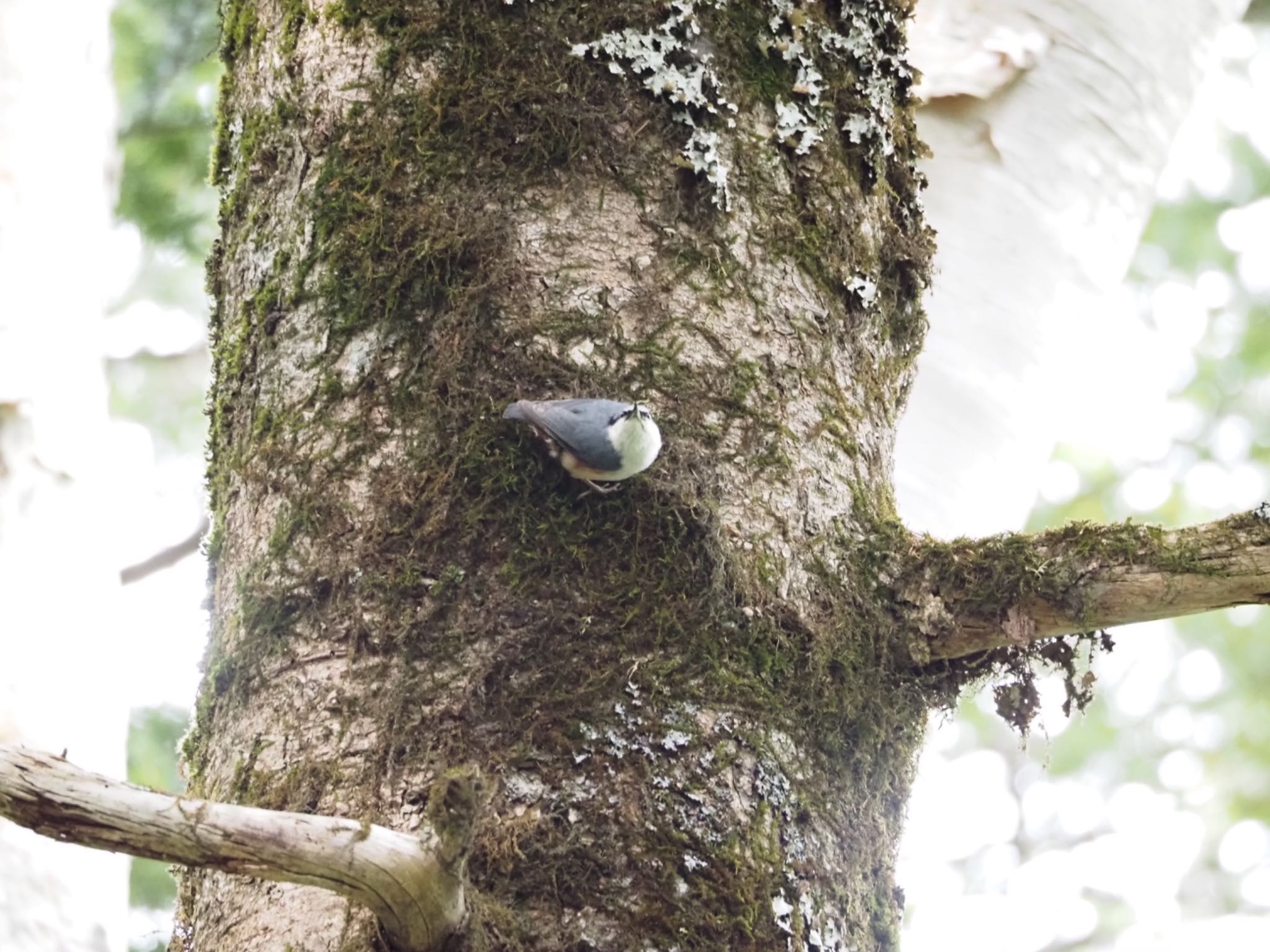 Eurasian Nuthatch