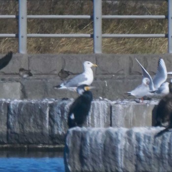 セグロカモメ 多摩川二ヶ領宿河原堰 2017年12月9日(土)