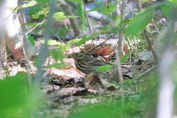 ビンズイ 旭山記念公園 2022年5月17日(火)