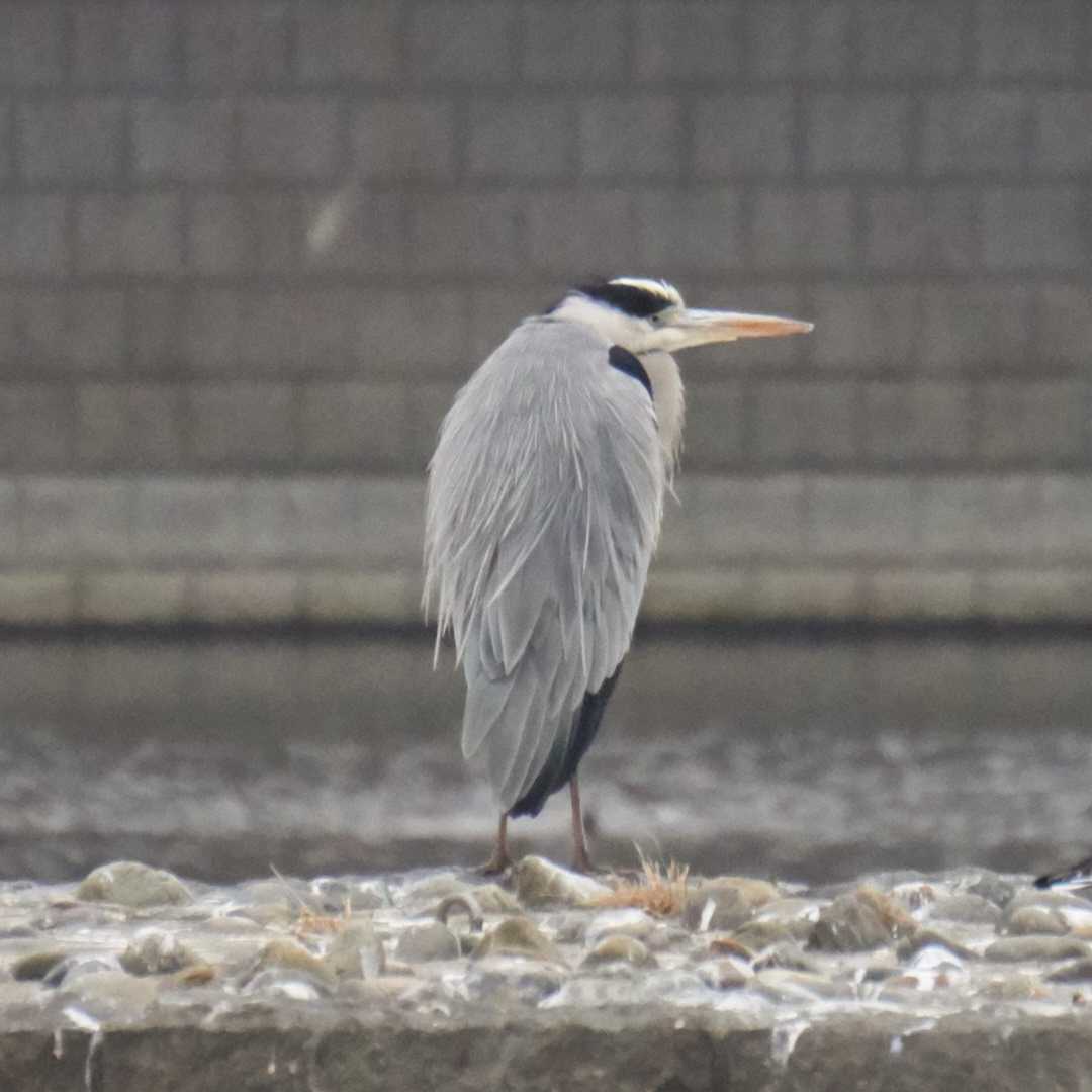 Photo of Grey Heron at 多摩川二ヶ領宿河原堰 by さすらう葦