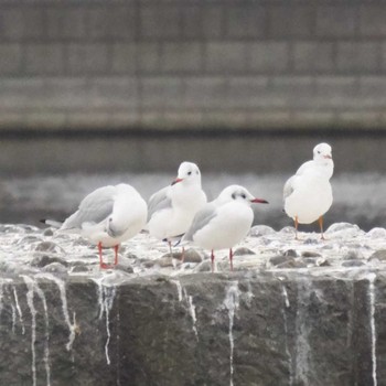 Black-headed Gull 多摩川二ヶ領宿河原堰 Sun, 12/24/2017