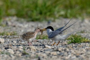 Little Tern 佐賀県 Sat, 6/4/2022