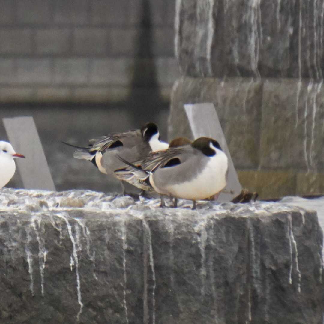 Photo of Northern Pintail at 多摩川二ヶ領宿河原堰 by さすらう葦