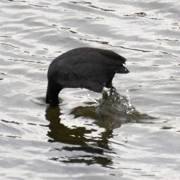 Eurasian Coot 多摩川二ヶ領宿河原堰 Sun, 12/24/2017