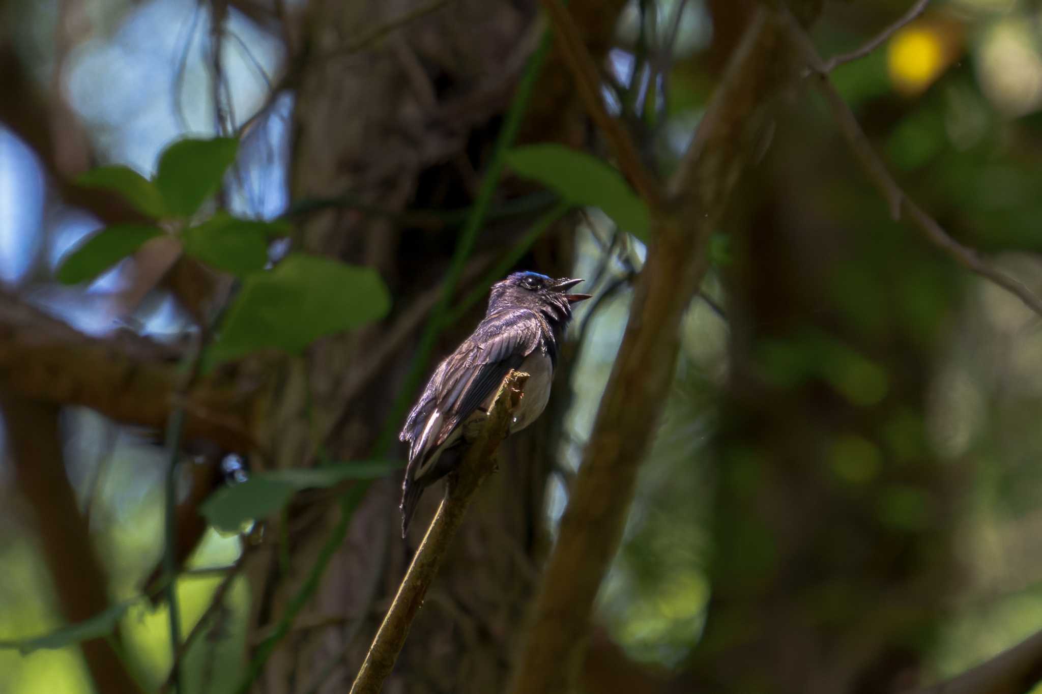 Blue-and-white Flycatcher