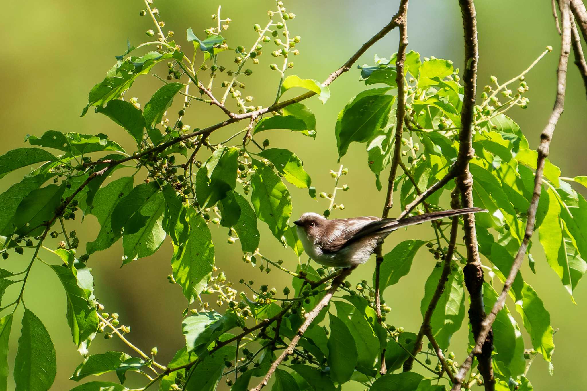 Long-tailed Tit