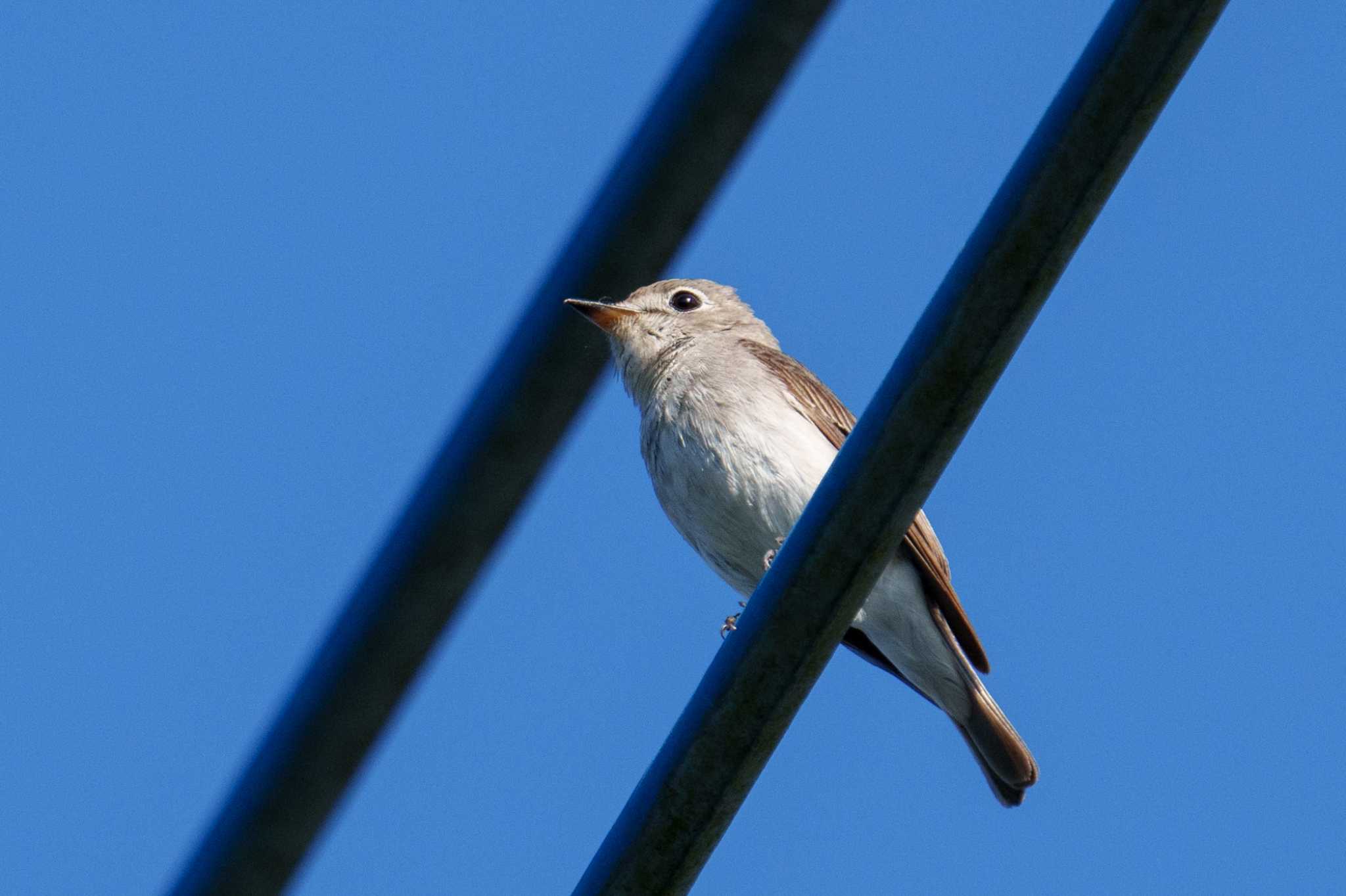 Asian Brown Flycatcher