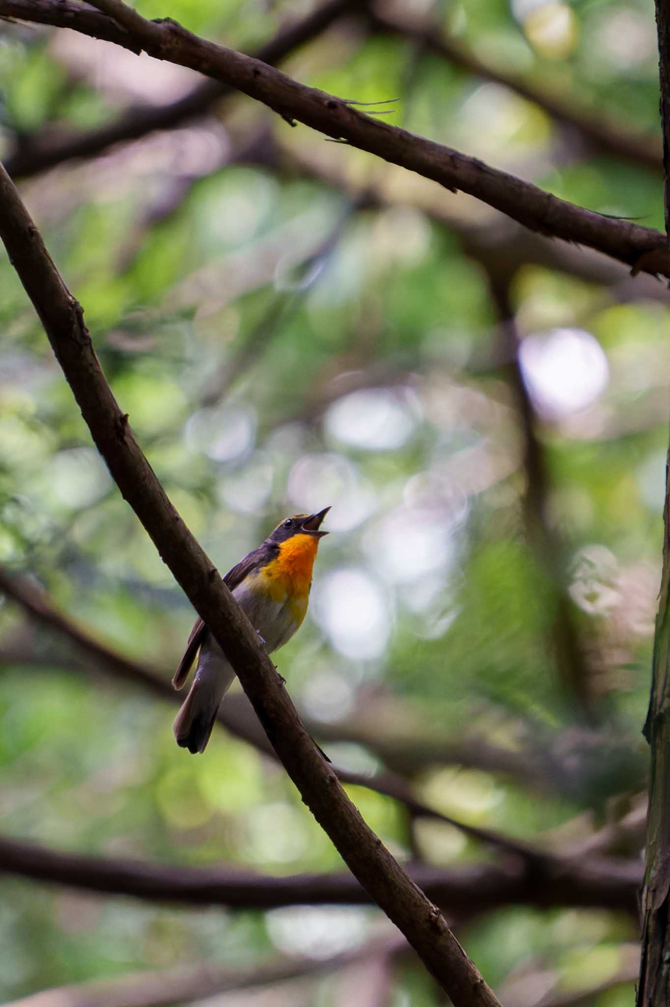 Narcissus Flycatcher