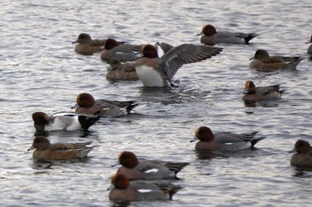 Eurasian Wigeon 多摩川二ヶ領宿河原堰 Sun, 12/24/2017