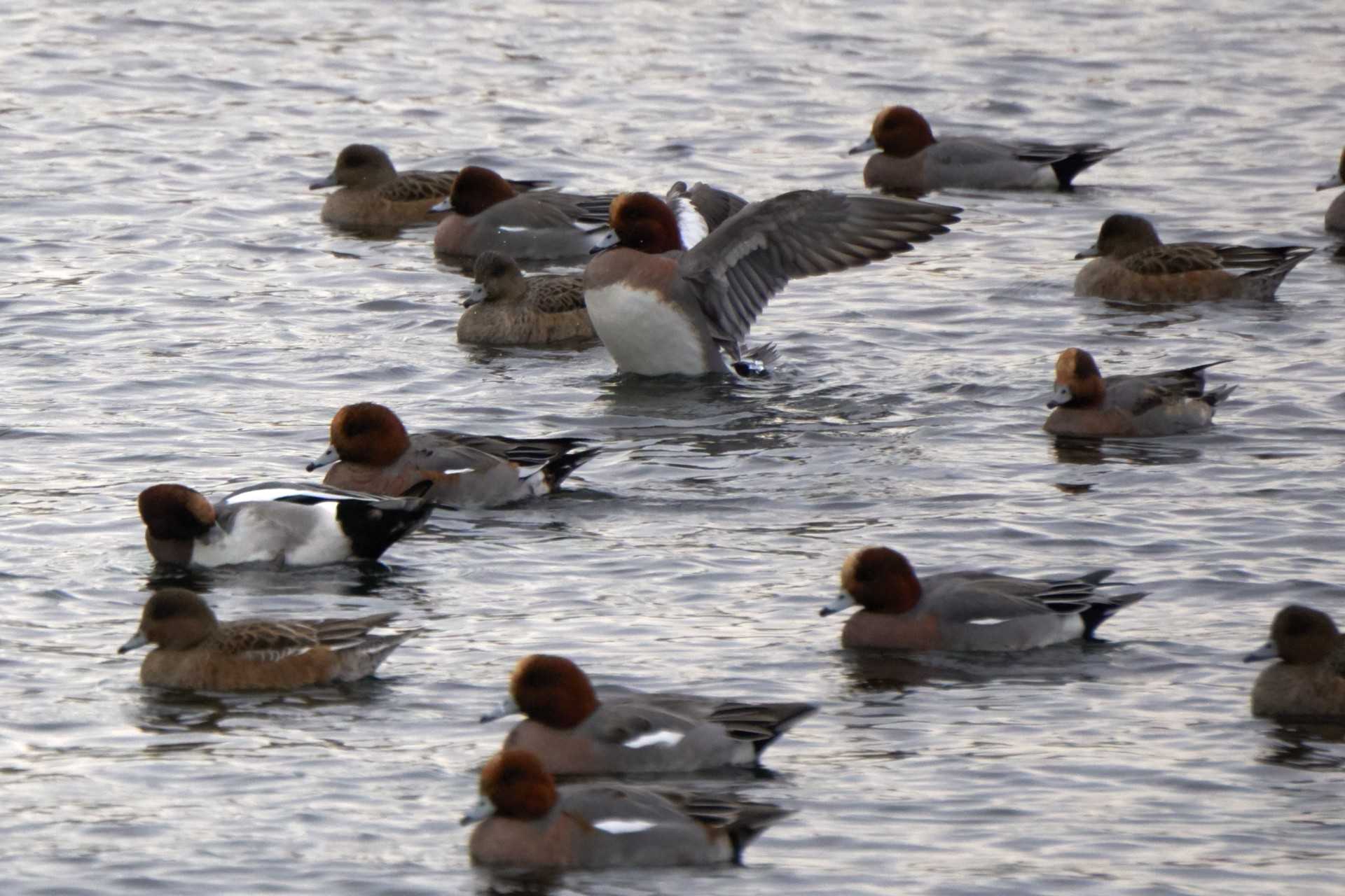 Photo of Eurasian Wigeon at 多摩川二ヶ領宿河原堰 by さすらう葦