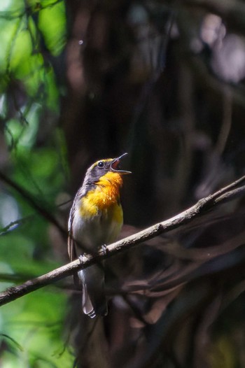 Sat, 5/28/2022 Birding report at 八王子城跡