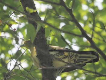 White-bellied Green Pigeon 比叡山 Fri, 6/10/2022