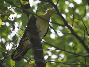 White-bellied Green Pigeon 比叡山 Fri, 6/10/2022