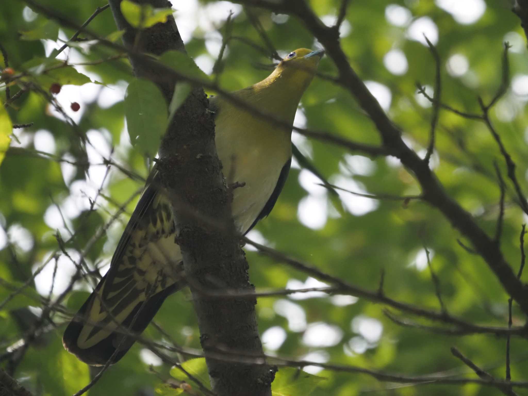 Photo of White-bellied Green Pigeon at 比叡山 by マル