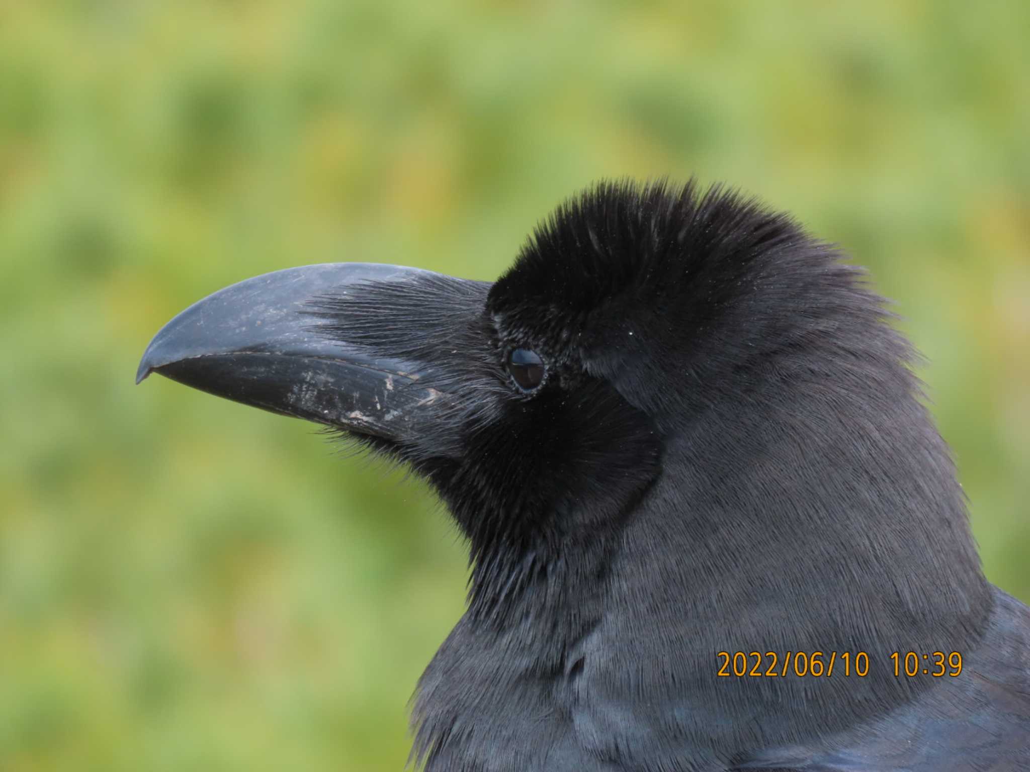 旭岳姿見の池園地 ハシブトガラスの写真 by hiron