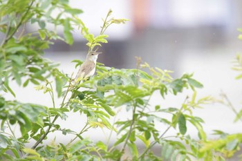 Oriental Reed Warbler 芥川 Sat, 6/11/2022