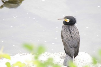 カワウ 芥川 2022年6月11日(土)