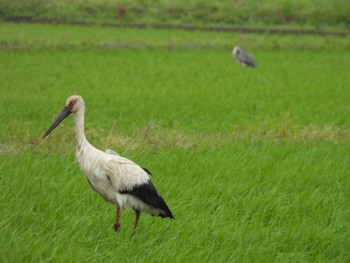 コウノトリ 渡良瀬遊水地 2022年6月6日(月)