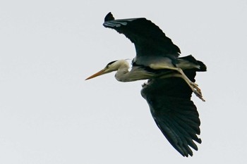 2022年6月11日(土) 発寒川緑地(札幌市西区)の野鳥観察記録