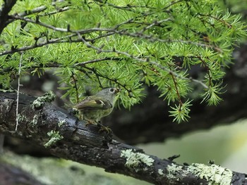 Wed, 6/8/2022 Birding report at 奥日光(戦場ヶ原,湯滝)